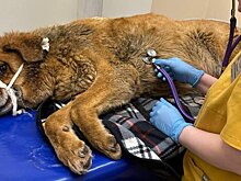 В Санкт-Петербурге спасли собаку, которую расстрелял неизвестный