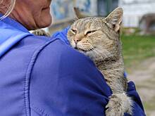 Застрявшего под защитой двигателя машины котенка спасли в российском городе