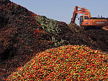 РФ ограничила ввоз яблок из Белоруссии