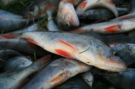 В России стали ловить больше рыбы