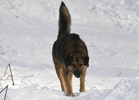 Собаки растерзали мужчину в российском регионе на глазах прохожих