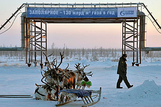 На Ямале разработают стандарт по возмещению ущерба за погибшего северного оленя