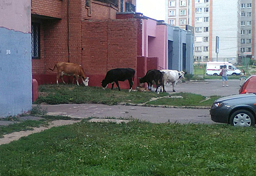 Стадо коров решило устроить пастбище в ярославском дворе