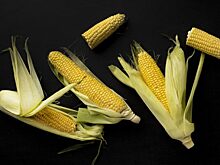 В Волгоградской области запустят завод по производству диетических продуктов из кукурузы