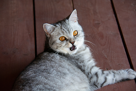 Стоматит у кошек: лечение и симптомы