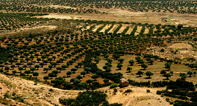 В Тунисе нашли одну из крупнейших римских маслобоен