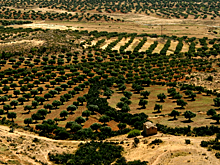 В Тунисе нашли одну из крупнейших римских маслобоен