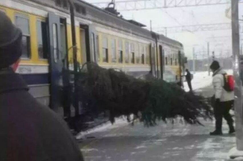 Перевоз елочки дело нелегкое, но очень важное.  