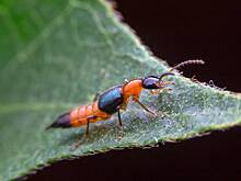 На российских туристов напали ядовитые жуки