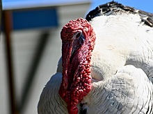 Башкирский завод «Индюшкин» продали за 3,3 млрд рублей