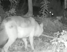 В Медвежьегорском районе камера запечатлела встречу волка с медведем
