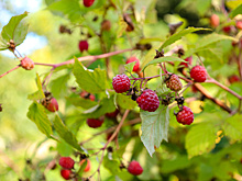 У чая из листьев малины нашли полезное для диабетиков свойство