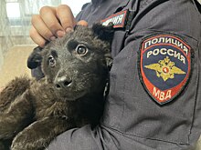Нижегородский полицейский навестил спасенного им щенка