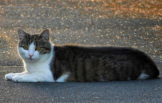 В Самаре три кошки перекрыли автомобильное движение