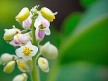 Шмелино-пчелиное опрыскивание биопестицидами набирает глобальные обороты