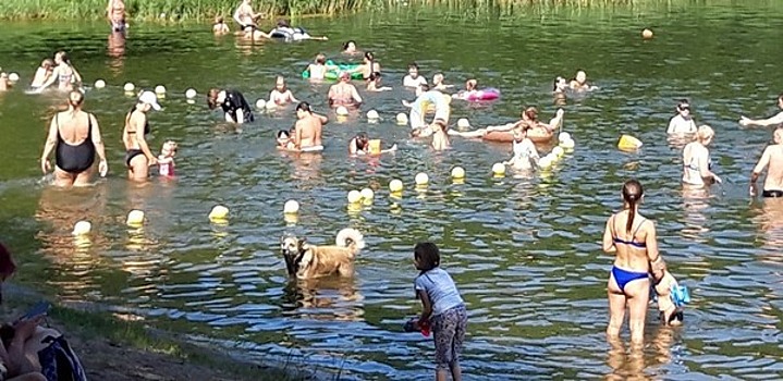 Укусили спасателя и пугают детей: на Голубых озёрах бродят бездомные собаки