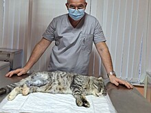 Врачи спасли кота с косым переломом лапы в Нижнем Новгороде