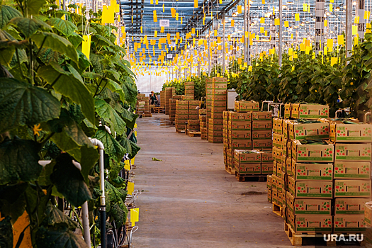 Минсельхоз потратит миллиарды рублей на овощеводство