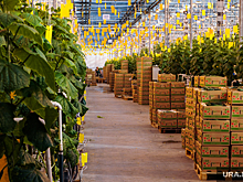 Минсельхоз потратит миллиарды рублей на овощеводство