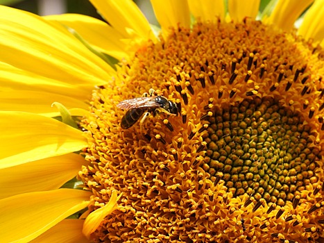 Массовая гибель омских пчёл произошла не от болезней