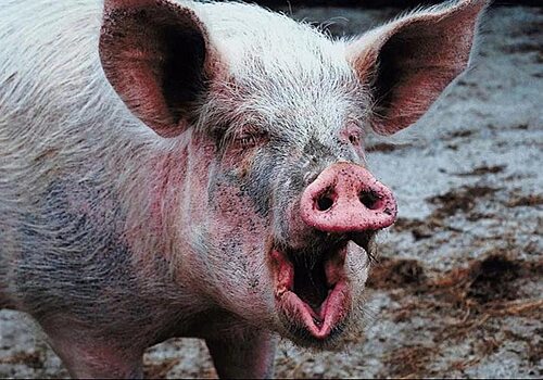 Жители Саратовской области скрывают от ветеринаров зараженных свиней