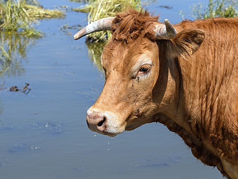 В Британии корову продали за рекордные $358 тысяч