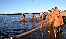Летняя путина. «Тазагрорыбпром» перебрасывает рыбаков на 5-6 Пески
