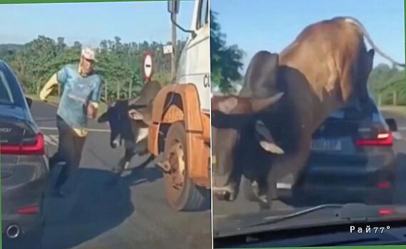 Бык в погоне за прохожим запрыгнул на автомобиль