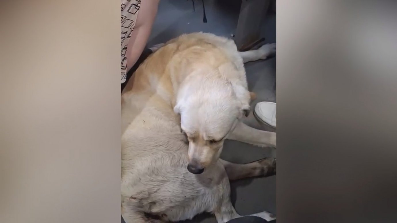 В Пензе сбежавшего лабрадора нашли со следами от пуль