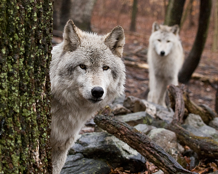 По новой теории, волки становятся вожаками (так называемыми альфа-самцами) не потому, что побеждают соперников в поединках, а потому, что находят себе пару и производят потомство, формируя новую стаю.