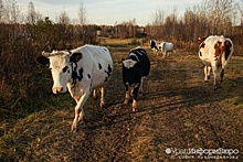 На Урале сельчанин заплатит туристу 84 тысячи за помятый быком Land Cruiser