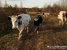 На Урале сельчанин заплатит туристу 84 тысячи за помятый быком Land Cruiser