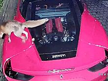 Лисица пометила Ferrari и попала на видео в Лондоне