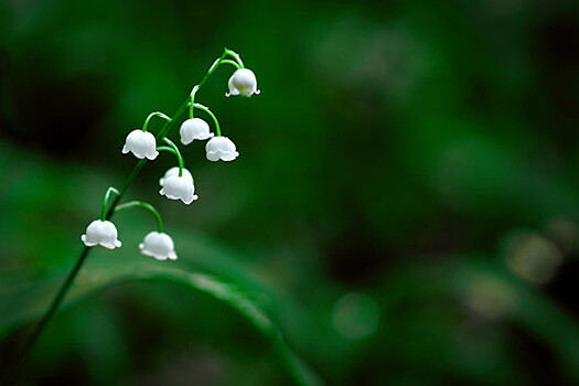"Фонтанка": в Петербурге ребенок отравился ягодами ландыша