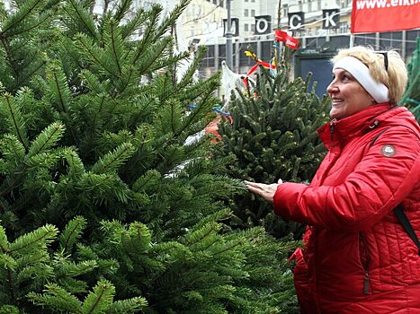 Россияне предпочитают высокие новогодние ели – исследование
