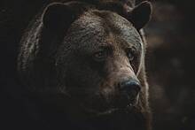 В российском городе медведь загрыз девушку