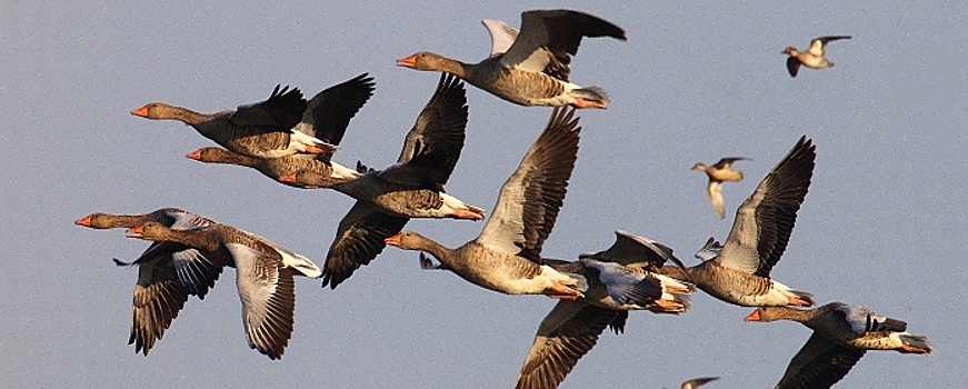 В Новосибирской области начался сезон миграции птиц на юг