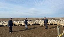 Дагестанское фермерское хозяйство сохраняет и приумножает устойчивую аборигенную породу овец