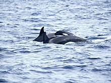 Косатки снова начали топить яхты