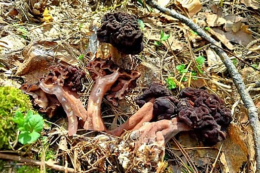 Неизвестные науке черные грибы найдены под Новосибирском