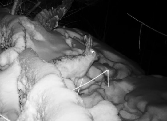 В фотоловушку «Бузулукского бора» попали ночные побегушки зайцев