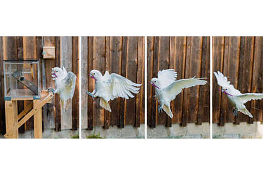 Еще одну птицу признали очень умной. На уровне шимпанзе