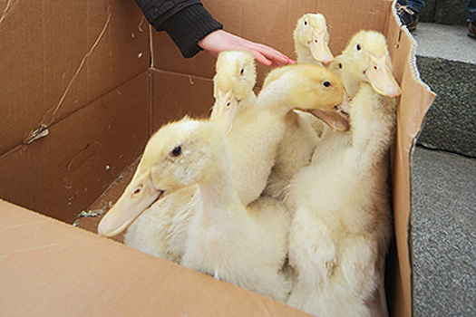 Российские пограничники остановили 2,4 тысячи украинских утят