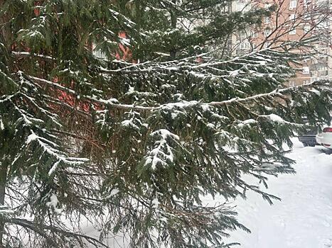 Новосибирск засыпан снегом: фоторепортаж накануне аномальных морозов