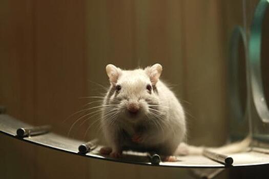 В Совфеде согласились привлекать крыс к выявлению онкологии у россиян