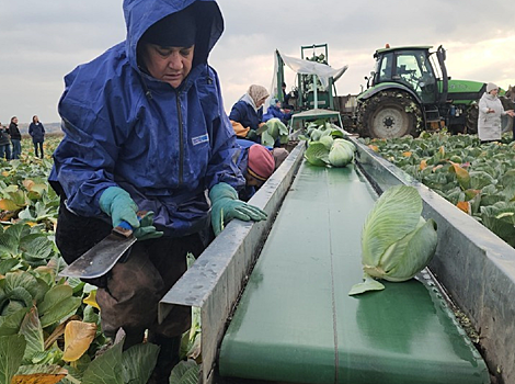 В Серпухове подходит к концу уборка урожая поздней капусты