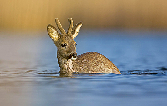 На острове в Приморье обнаружили редкого водяного оленя