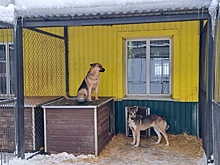 Суд взыскал с владельца собаки в поселке Умба 30 тысяч рублей за нападение на ребенка