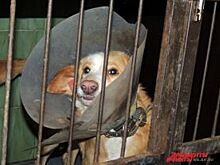 Казани нужен приют. Почему зоозащитники против гостиниц для животных?