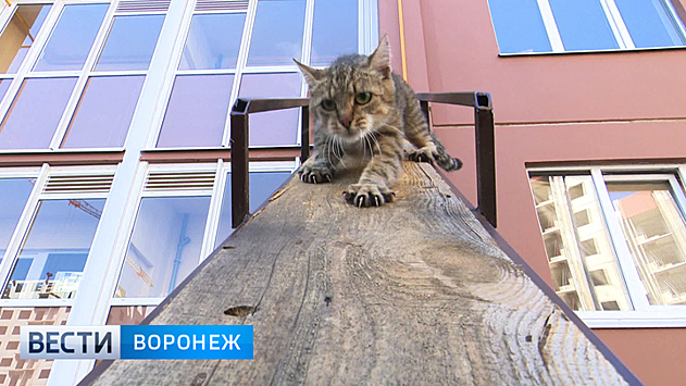 Воронежцы соорудили для своего кота отдельный вход в многоэтажку